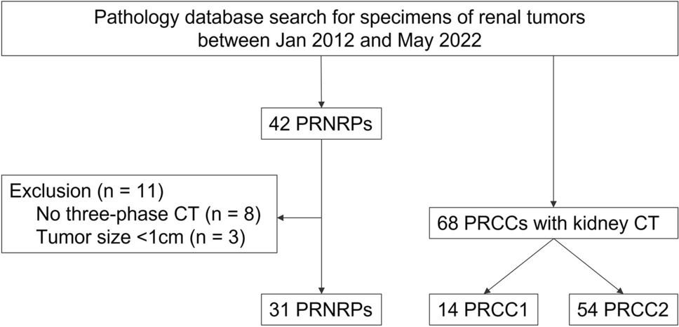 CT imaging analysis differentiating papillary renal neoplasm with reverse polarity from papillary renal cell carcinoma: combined with a radiomics model