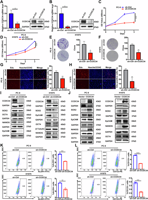 CCDC34 maintains stemness phenotype through β-catenin-mediated autophagy and promotes EGFR-TKI resistance in lung adenocarcinoma