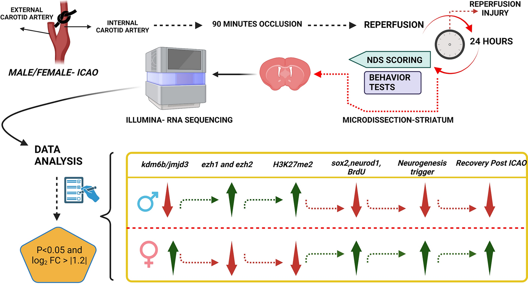 Transcriptomic Profiling Reveals Sex-Specific Epigenetic Dynamics Involving kdm6b and H3K27 Methylation in Cerebral Ischemia-Induced Neurogenesis and Recovery