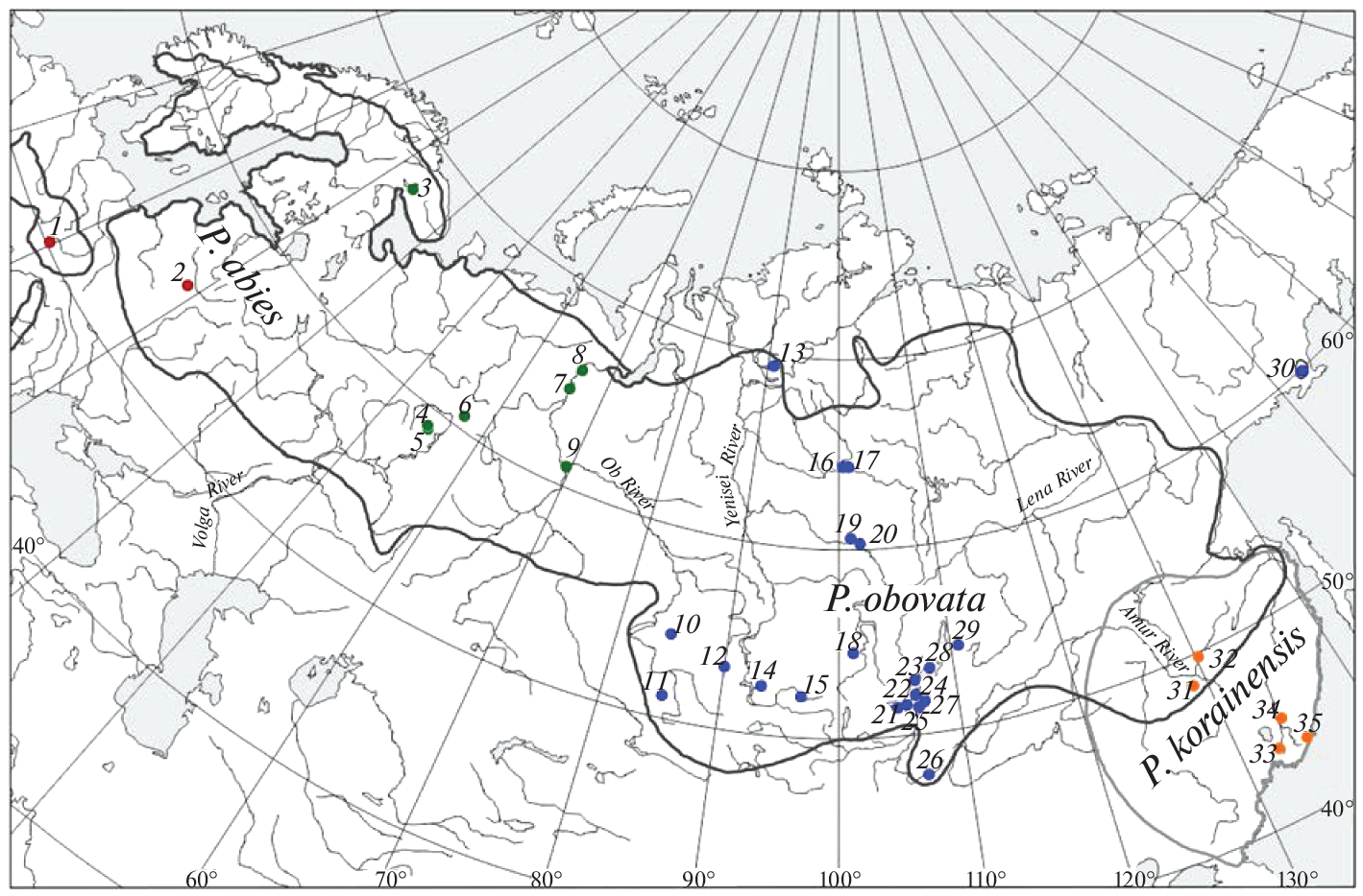 Genetic Diversity, Structure, and Differentiation of Picea abies–Picea obovata–Picea koraiensis Species Complex according to Data of Chloroplast DNA Microsatellite Analysis