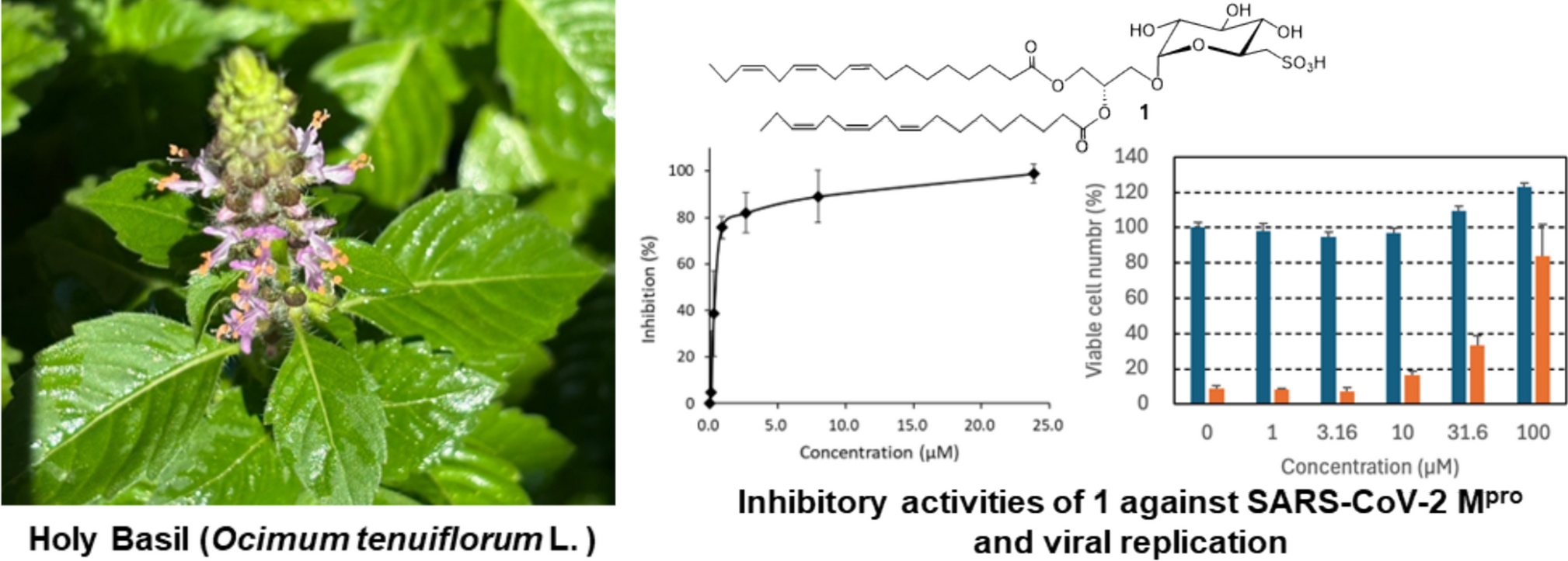 Sulfoquinovosyl diacylglycerol, a component of Holy Basil Ocimum tenuiflorum, inhibits the activity of the SARS-CoV-2 main protease and viral replication in vitro