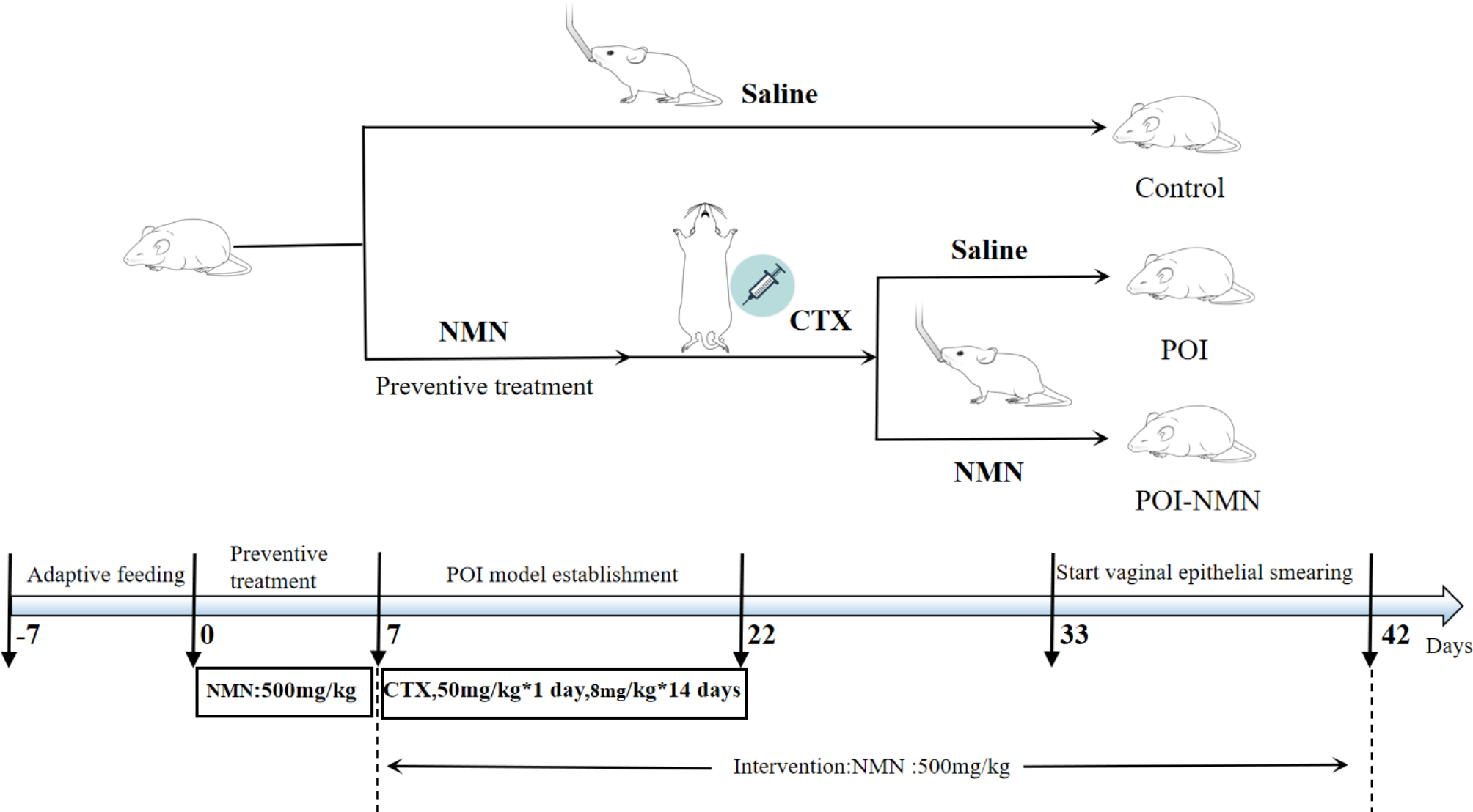 Nicotinamide mononucleotide improves the ovarian reserve of POI by inhibiting NLRP3-mediated pyroptosis of ovarian granulosa cells