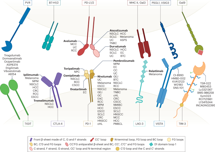 Next-generation combination approaches for immune checkpoint therapy