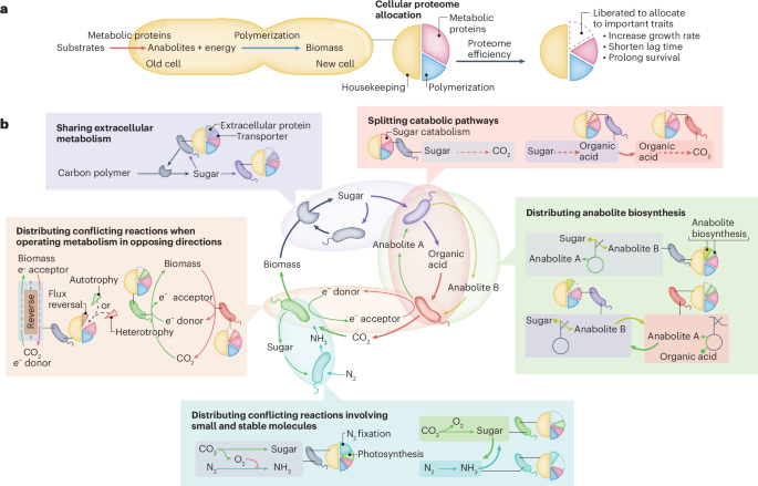 A framework for understanding collective microbiome metabolism