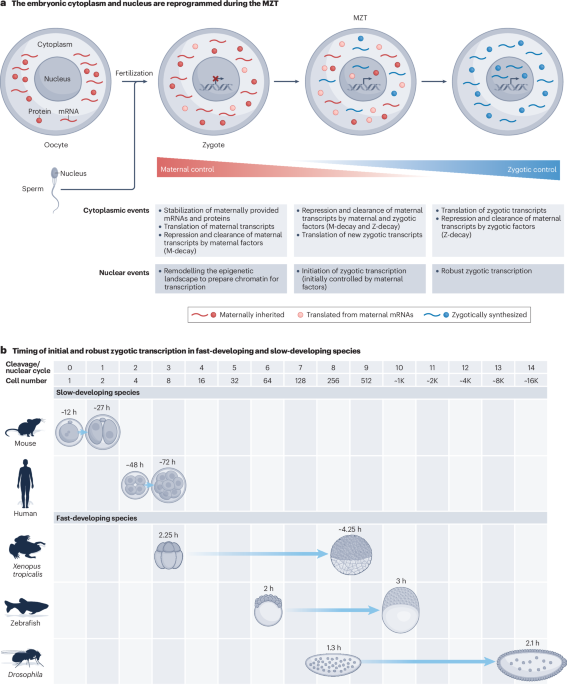 The maternal-to-zygotic transition: reprogramming of the cytoplasm and nucleus