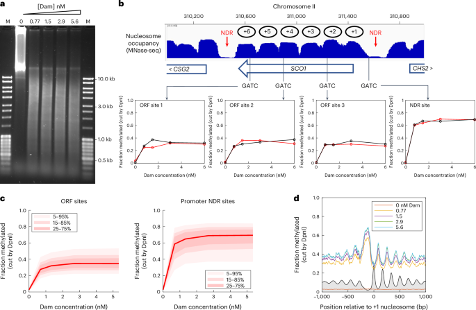 The yeast genome is globally accessible in living cells