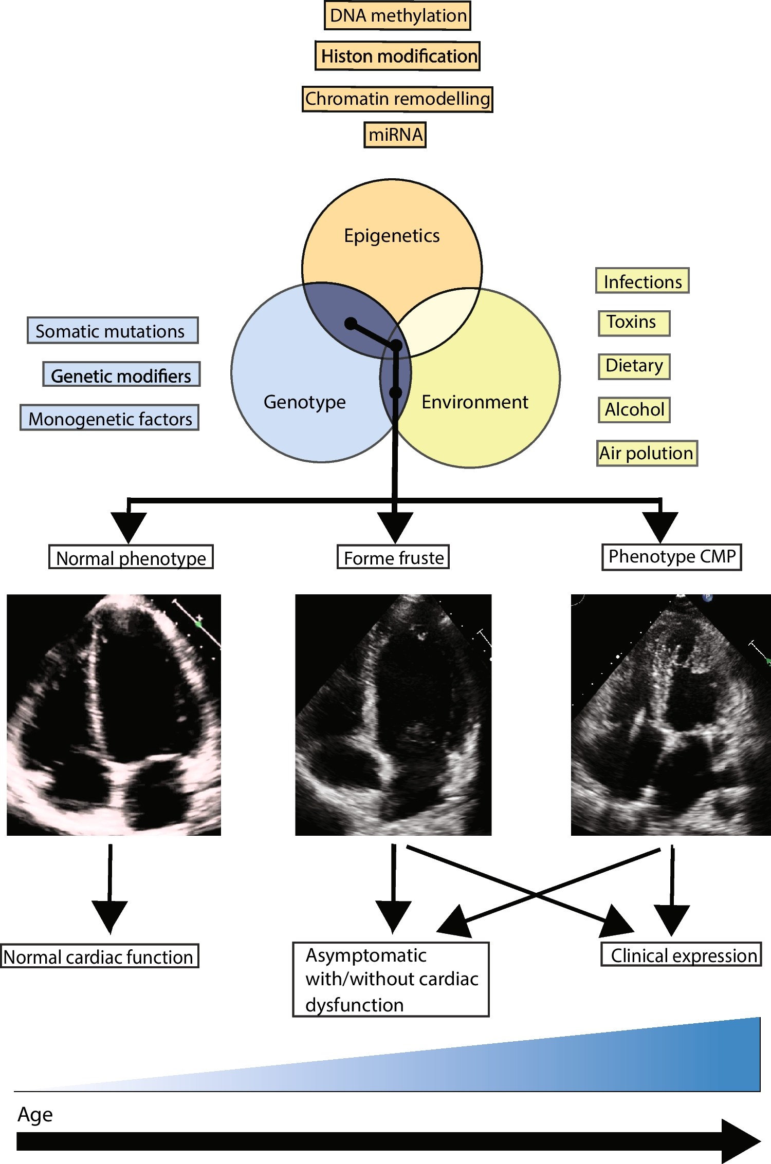 Epigenetics of cardiomyopathies: the next frontier