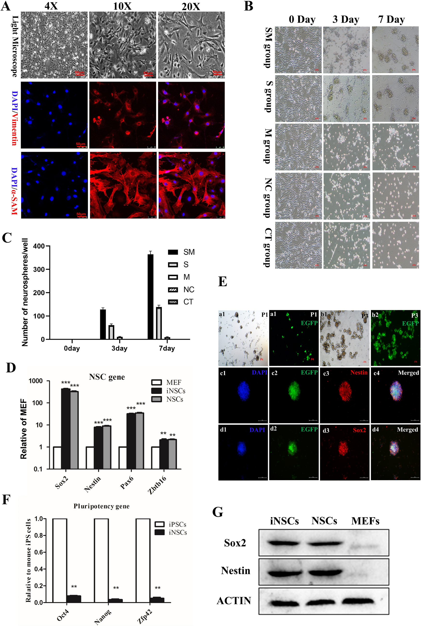 Study on the therapeutic potential of induced neural stem cells for Alzheimer's disease in mice