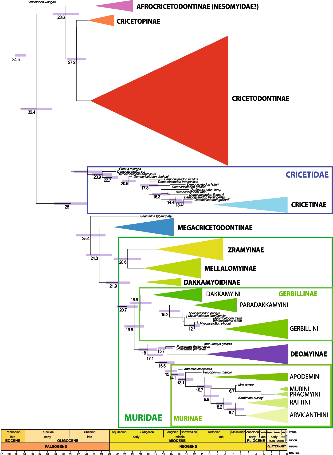 Bayesian tip-dated timeline for diversification and major biogeographic events in Muroidea (Rodentia), the largest mammalian radiation