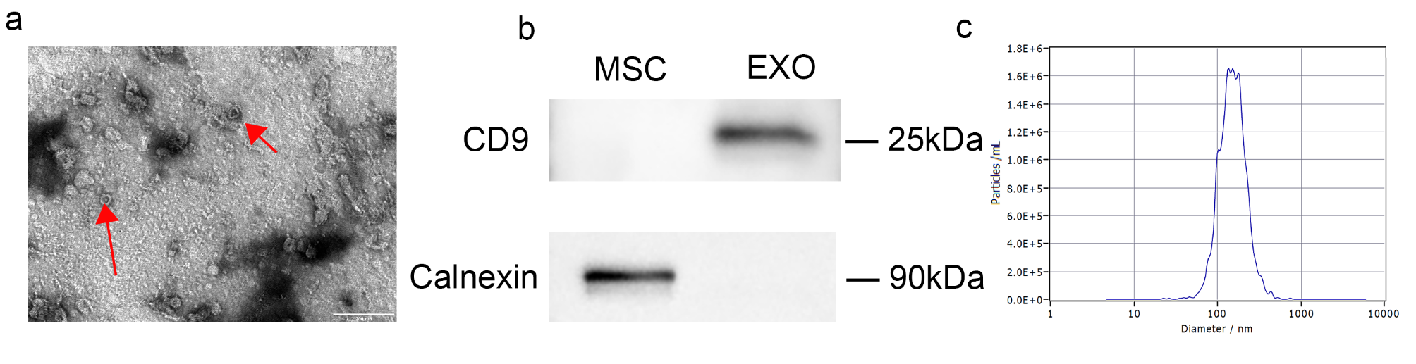 Time-series metabolomic analysis revealed altered metabolism of cynomolgus monkeys after injecting exosomes