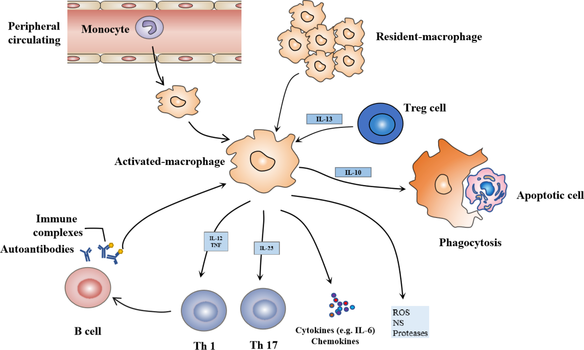 Macrophage involvement in idiopathic inflammatory myopathy: pathogenic mechanisms and therapeutic prospects