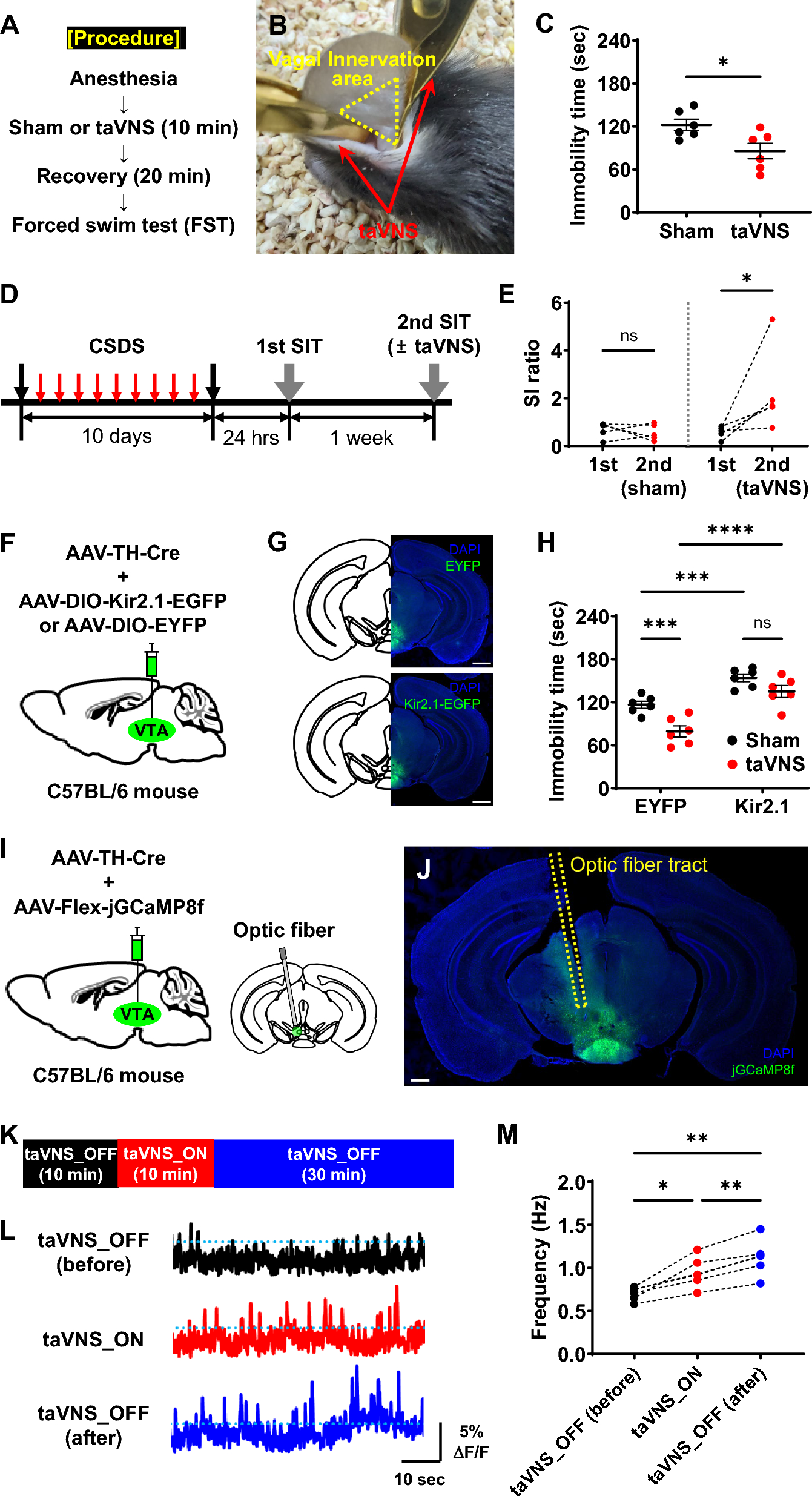 Transcutaneous auricular vagus nerve stimulation in anesthetized mice induces antidepressant effects by activating dopaminergic neurons in the ventral tegmental area