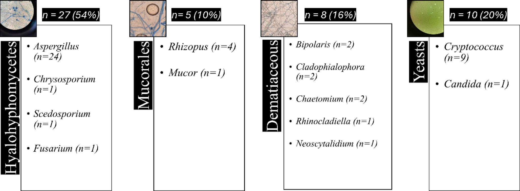 MRI differentiation of CNS fungal infections: correlating imaging features with microbiological and histopathological findings