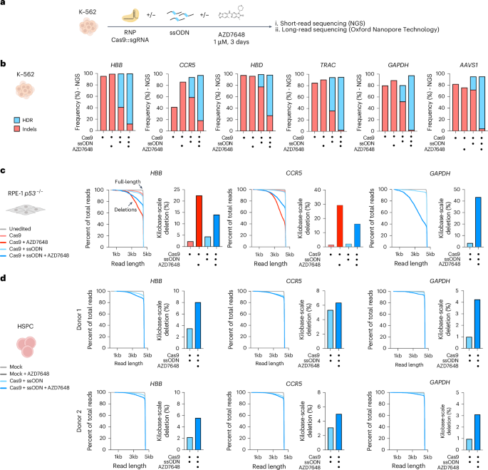 Genome editing with the HDR-enhancing DNA-PKcs inhibitor AZD7648 causes large-scale genomic alterations