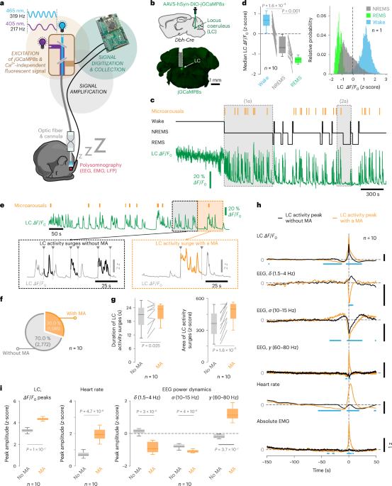 Infraslow noradrenergic locus coeruleus activity fluctuations are gatekeepers of the NREM–REM sleep cycle