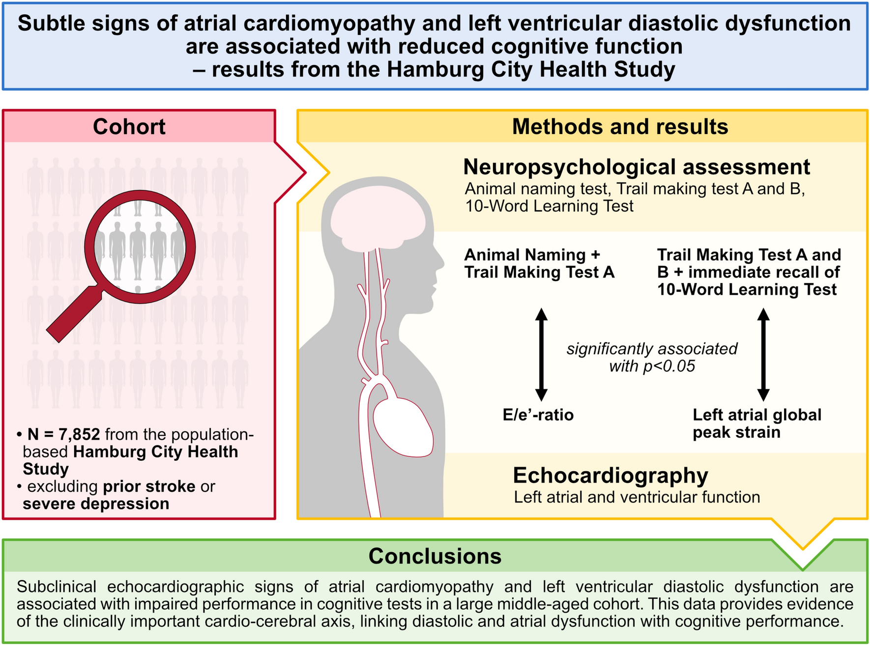 Subtle signs of atrial cardiomyopathy and left ventricular diastolic dysfunction are associated with reduced cognitive function: results from the Hamburg City Health Study