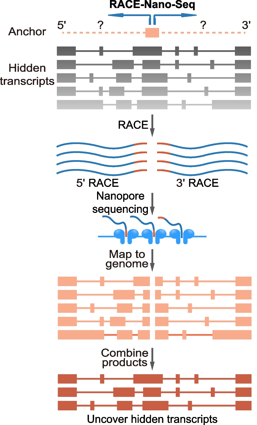 A novel human protein-coding locus identified using a targeted RNA enrichment technique