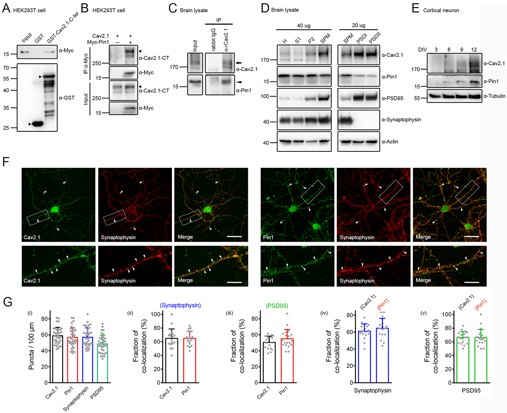 Pin1 promotes human CaV2.1 channel polyubiquitination by RNF138: pathophysiological implication for episodic ataxia type 2