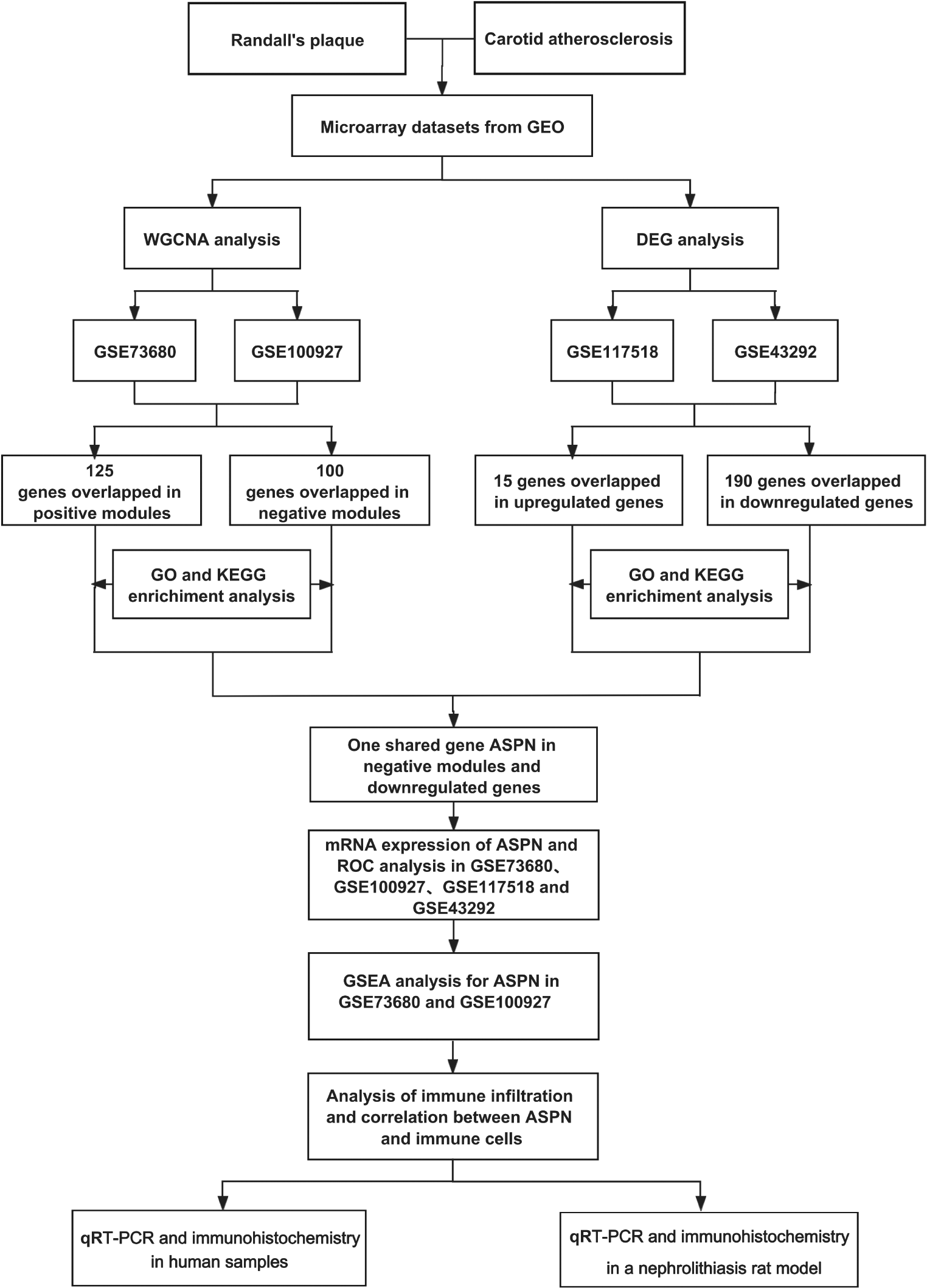 Exploring the molecular interactions between nephrolithiasis and carotid atherosclerosis: asporin as a potential biomarker