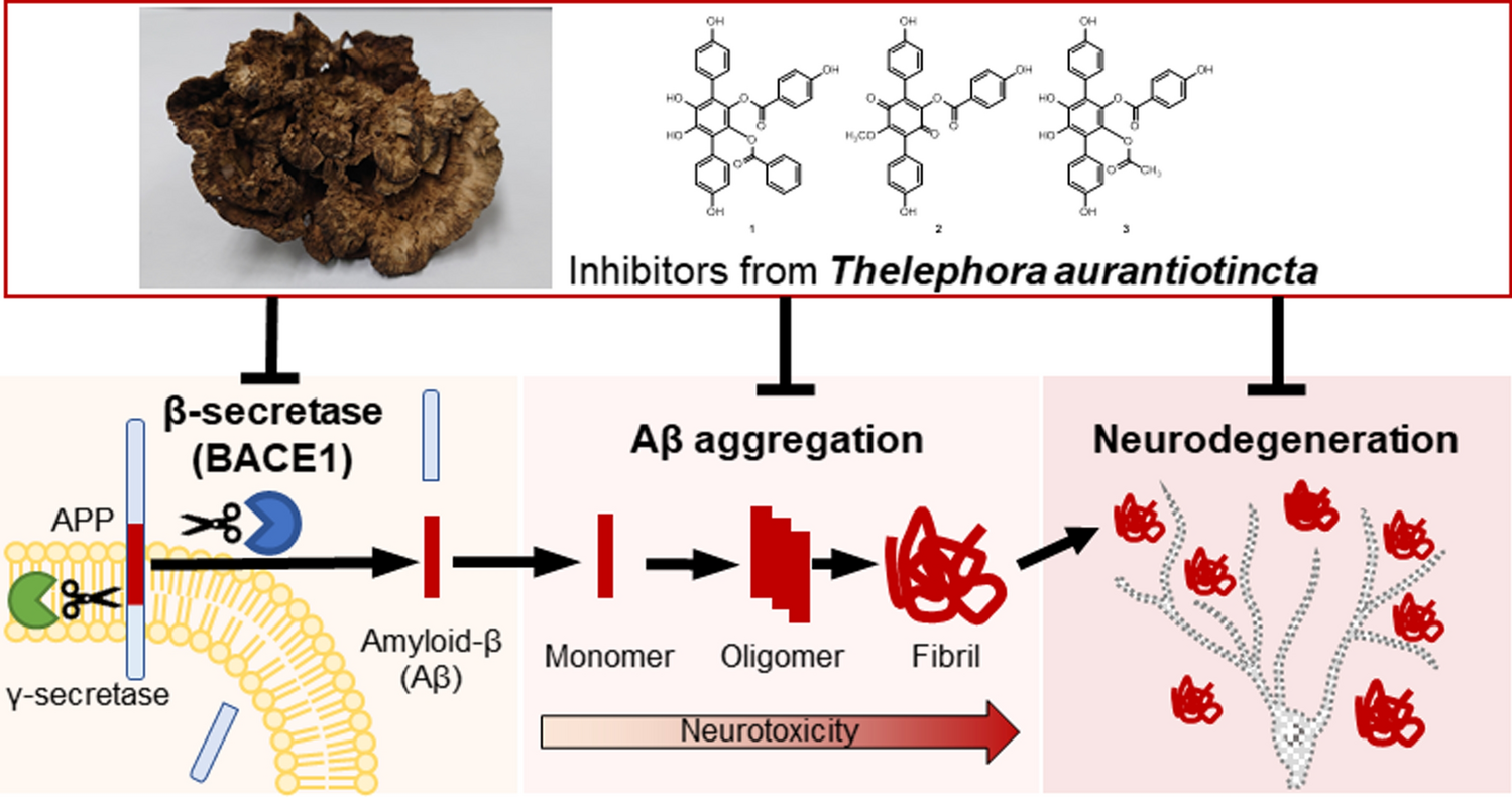 Inhibition of amyloid β aggregation and BACE1, and protective effect on SH-SY5Y cells, by p-terphenyl compounds from mushroom Thelephora aurantiotincta