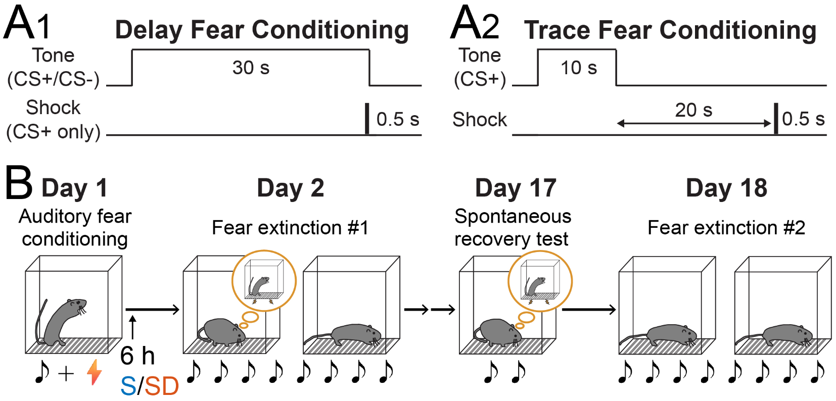 Post-conditioning sleep deprivation facilitates delay and trace fear memory extinction