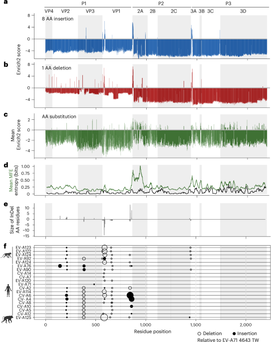 Deep mutation, insertion and deletion scanning across the Enterovirus A proteome reveals constraints shaping viral evolution