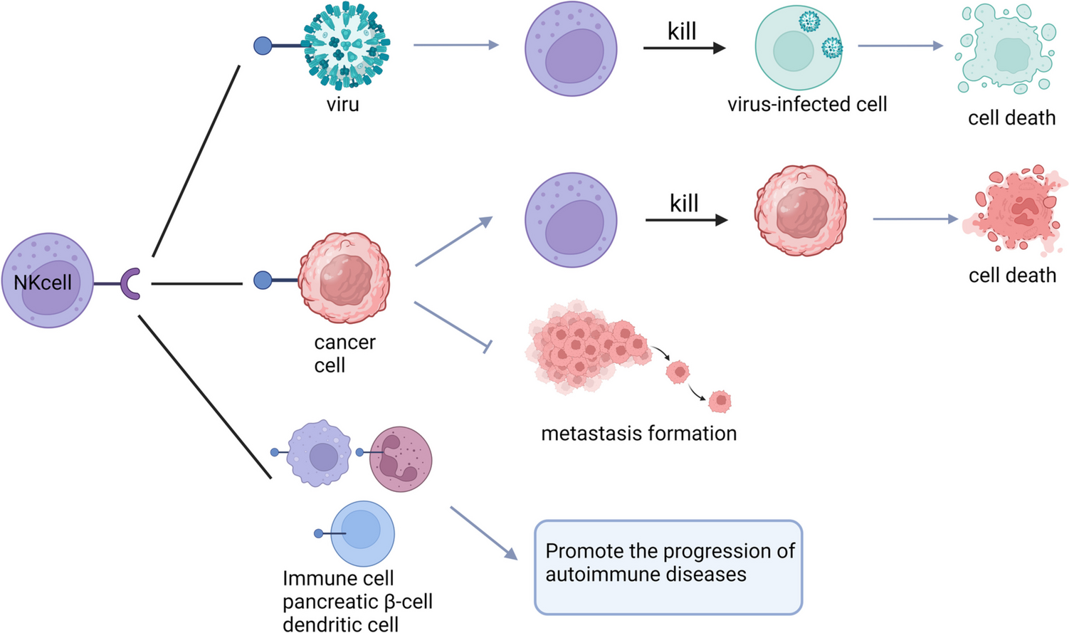 Advancements in the Study of the Immune Molecule NKp46 in Immune System-related Diseases