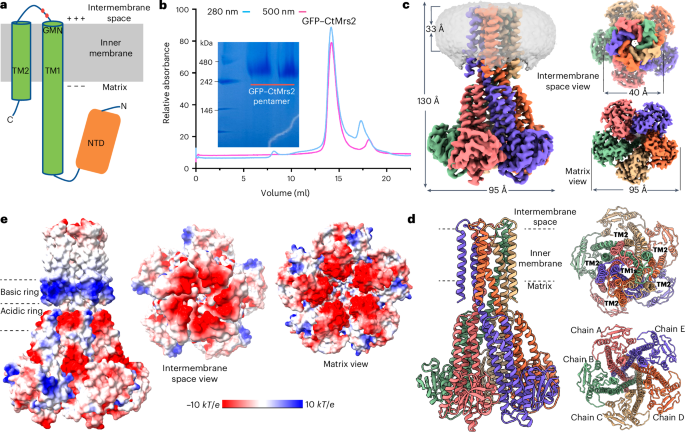 Closed and open structures of the eukaryotic magnesium channel Mrs2 reveal the auto-ligand-gating regulation mechanism