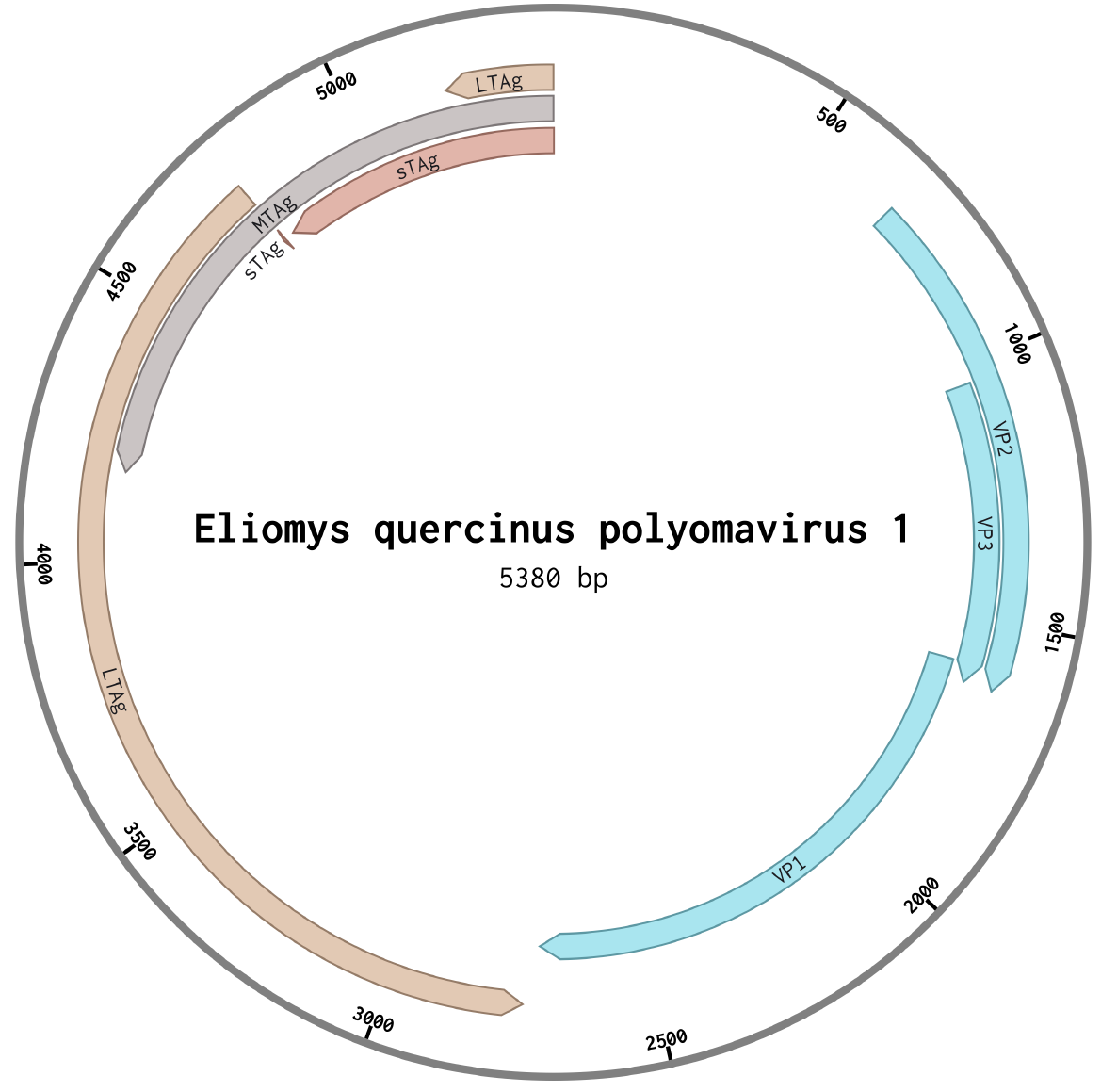 Novel polyomavirus in the endangered garden dormouse Eliomys quercinus