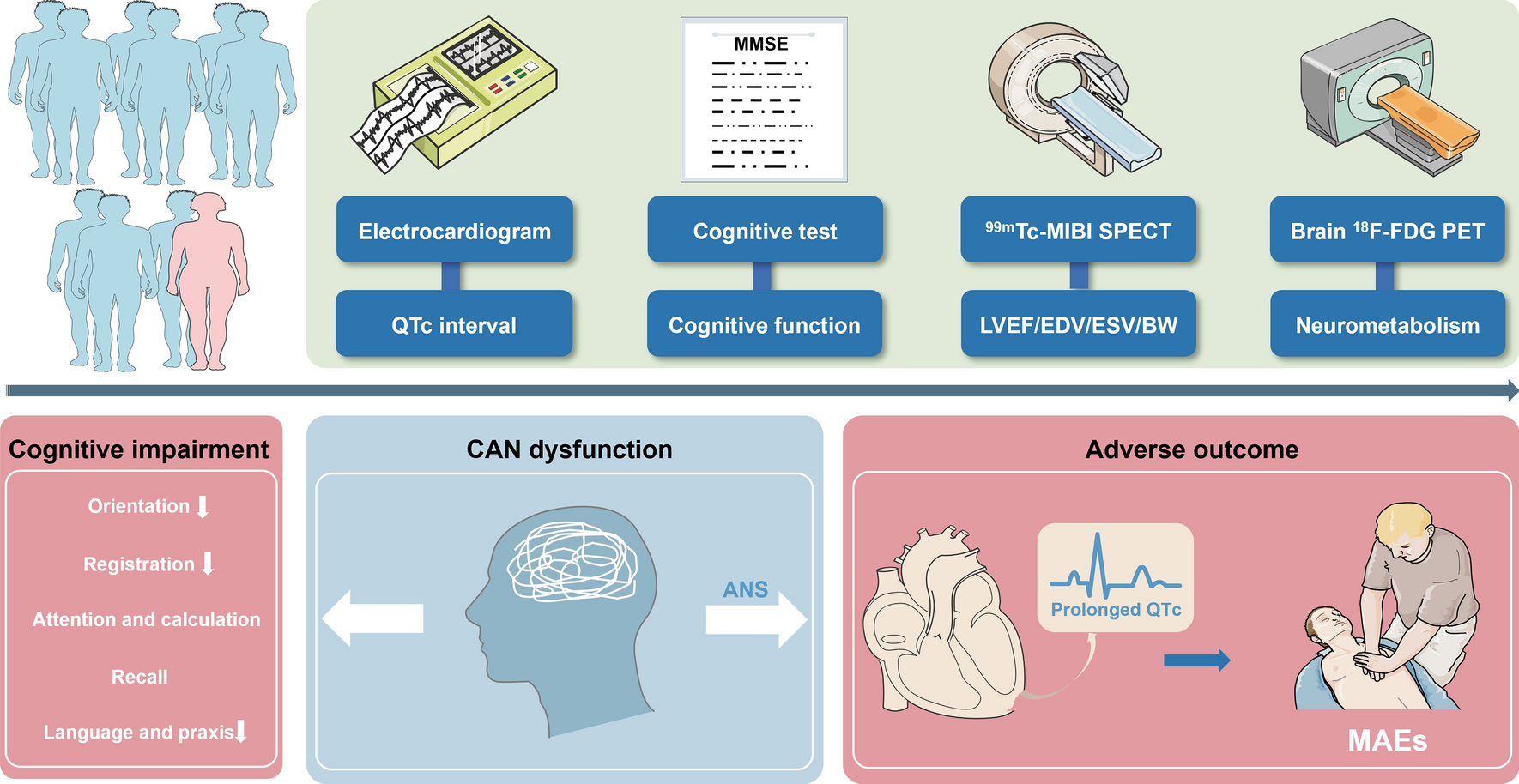 Impact of cognitive impairment on heart failure prognosis: insights into central nervous system mechanism