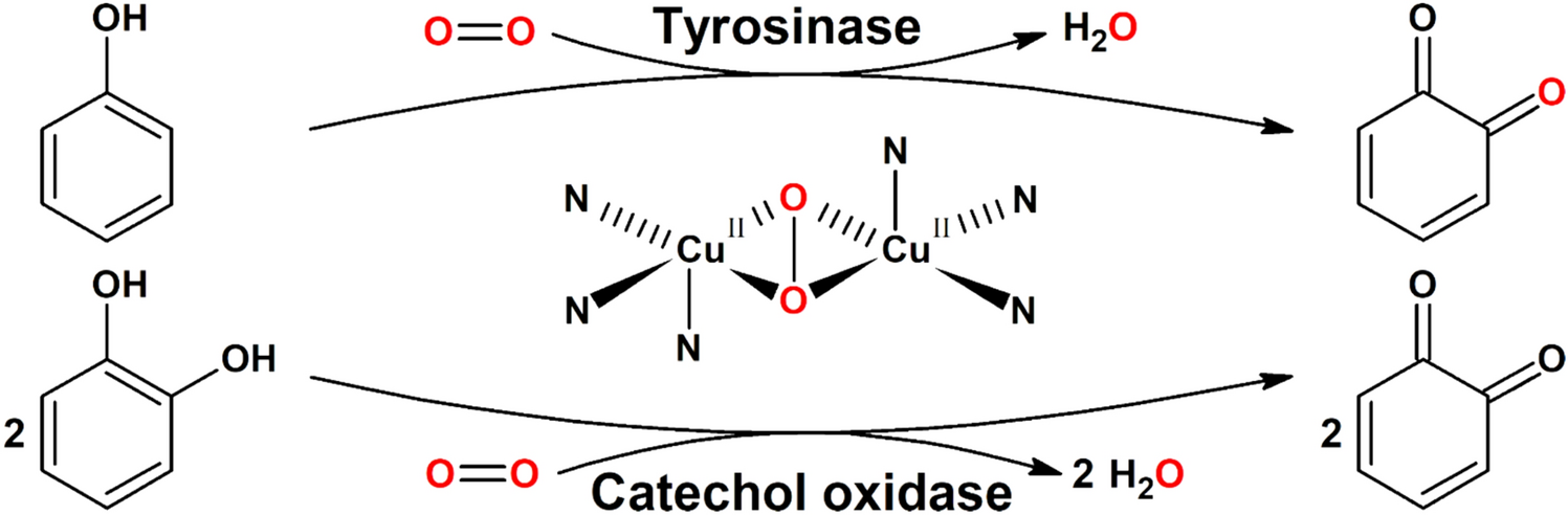 Tyrosinases: a family of copper-containing metalloenzymes