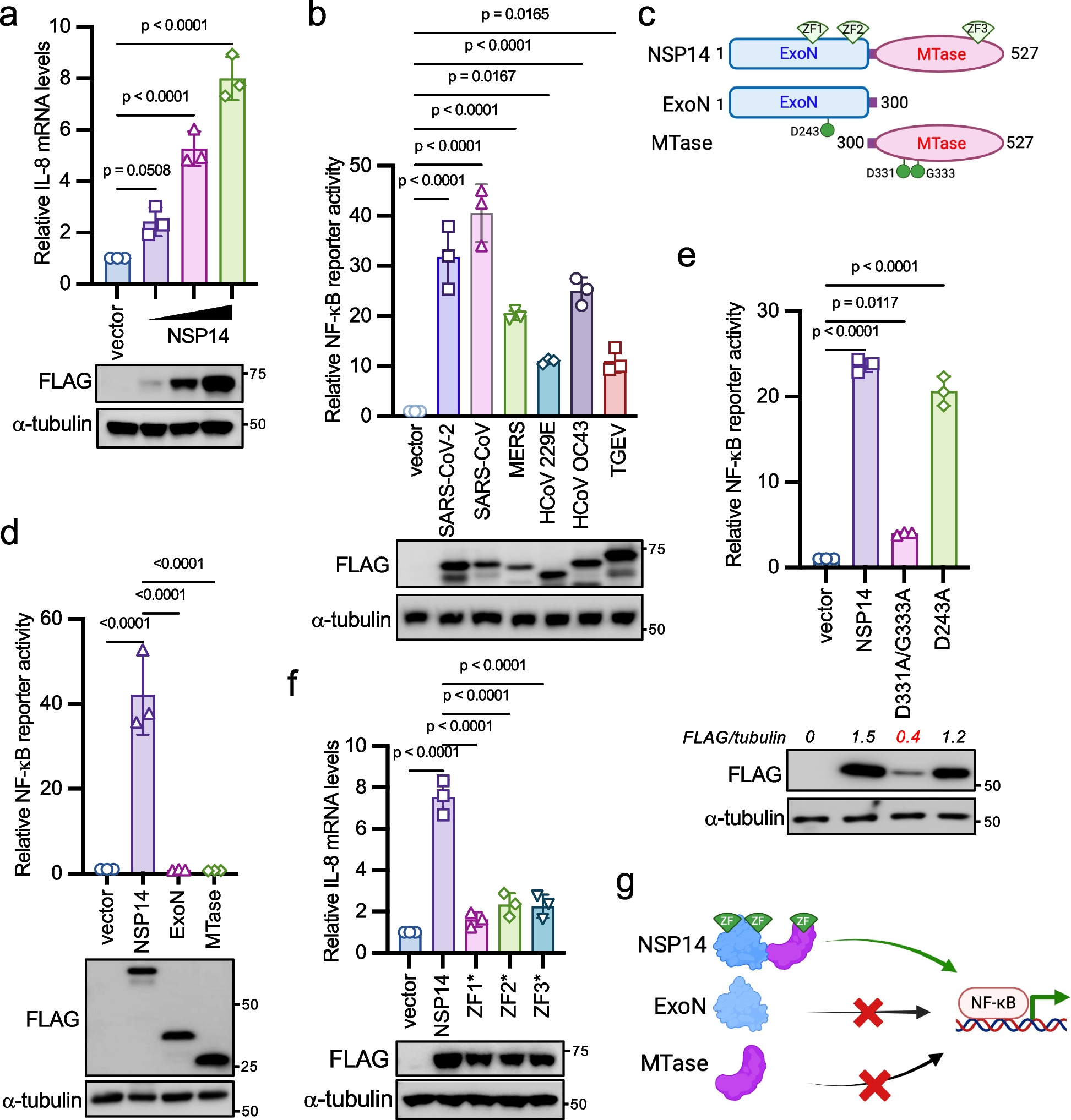 Linear ubiquitination mediates coronavirus NSP14-induced NF-κB activation