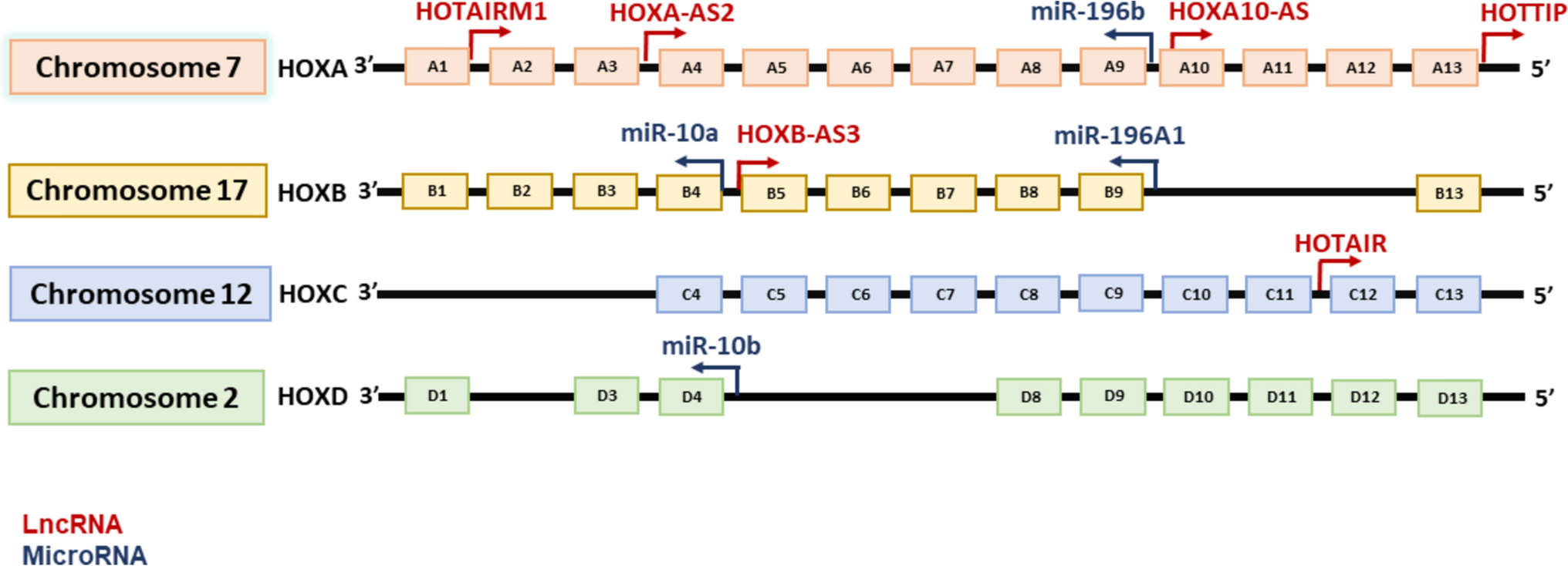 Molecular leveraging of HOX-embedded non-coding RNAs in the progression of acute myeloid leukemia