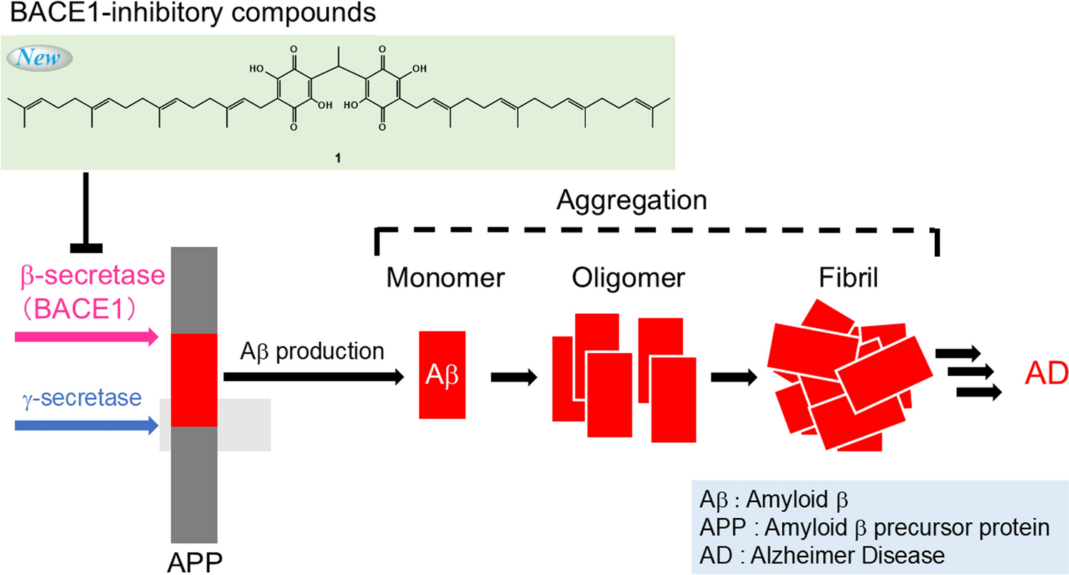 Meroterpenoids with BACE1-inhibitory activity from the fruiting bodies of Suillus bovinus and Boletinus cavipes