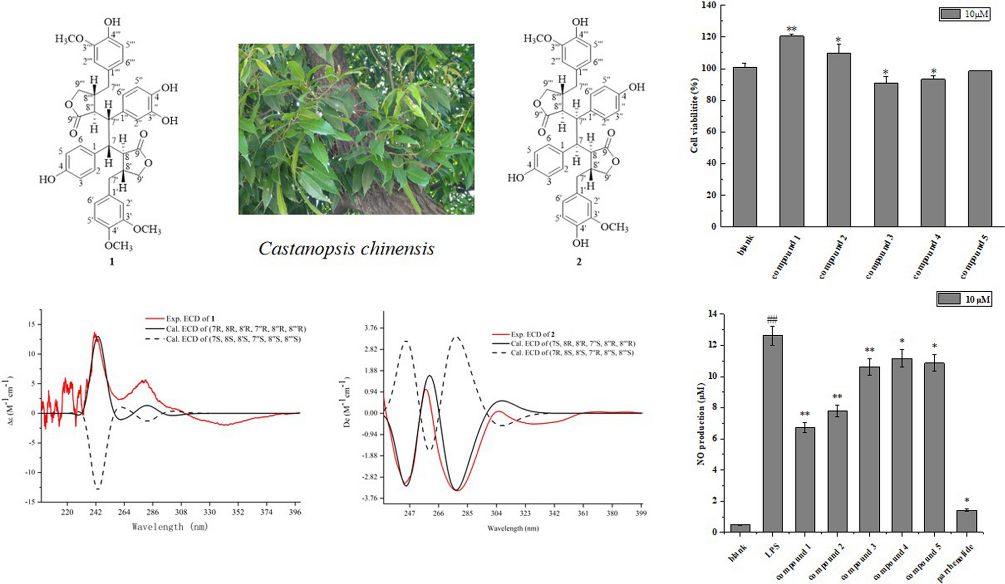 Two novel butyrolactone lignan dimers from leaves of Castanopsis chinensis and their anti-inflammatory activities