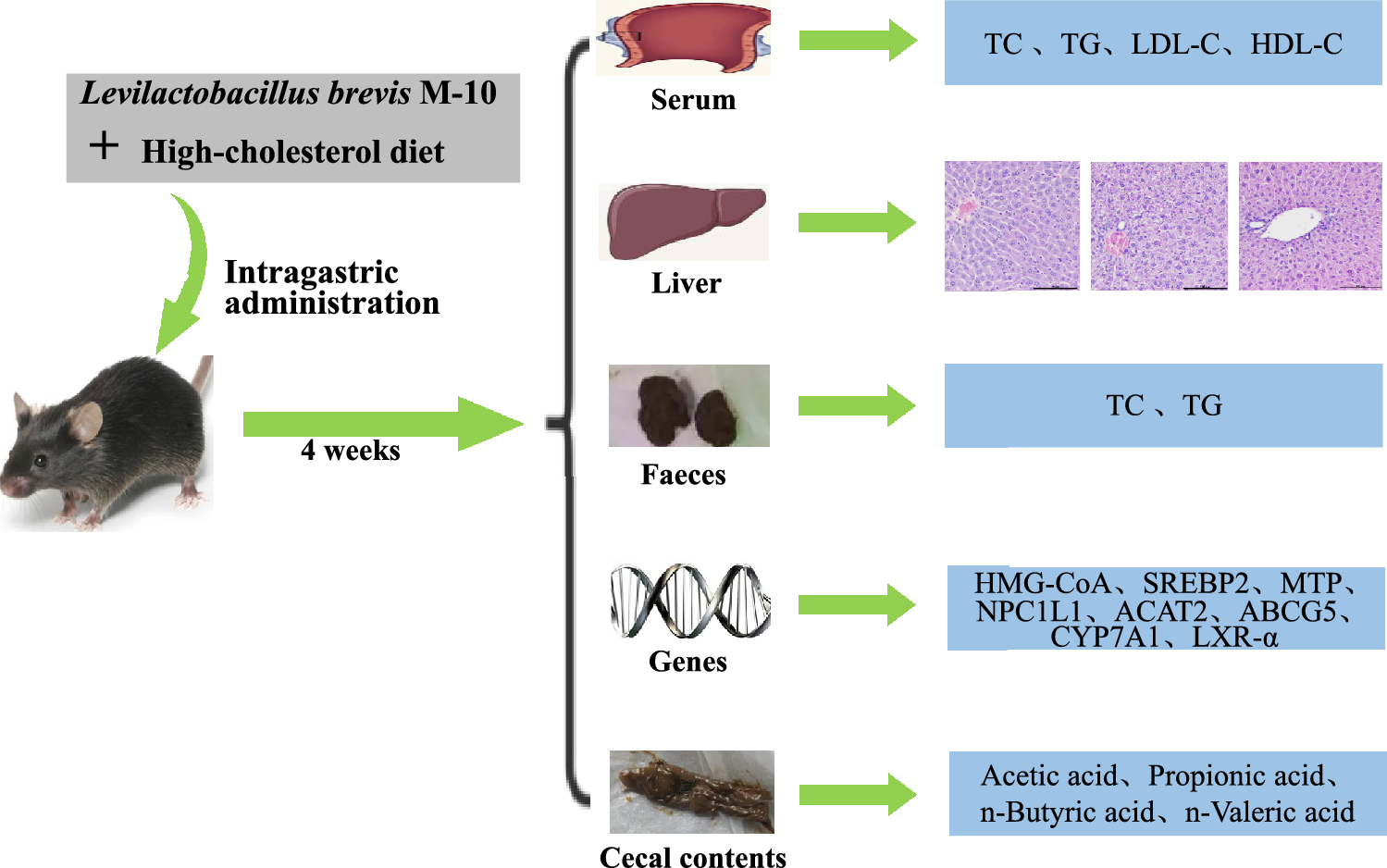 Evaluation of the Decreased Cholesterol Potential of Levilactobacillus brevis M-10 Isolated from Spontaneously Fermented Sour Porridge in Mice with High-Cholesterol Levels