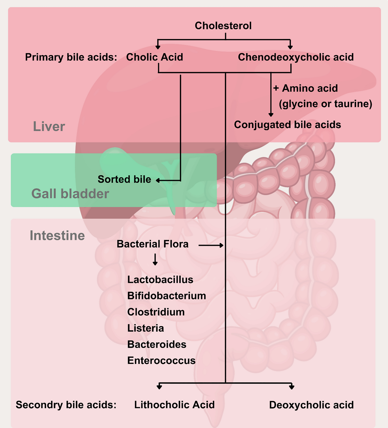 Bile’s Hidden Weapon: Modulating the Microbiome and Tumor Microenvironment