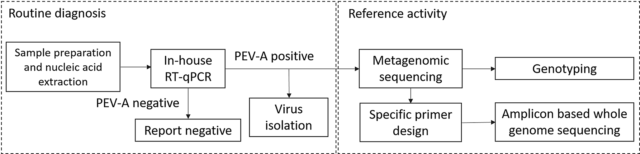 First whole genome sequencing and analysis of human parechovirus type 3 causing a healthcare-associated outbreak among neonates in Hungary