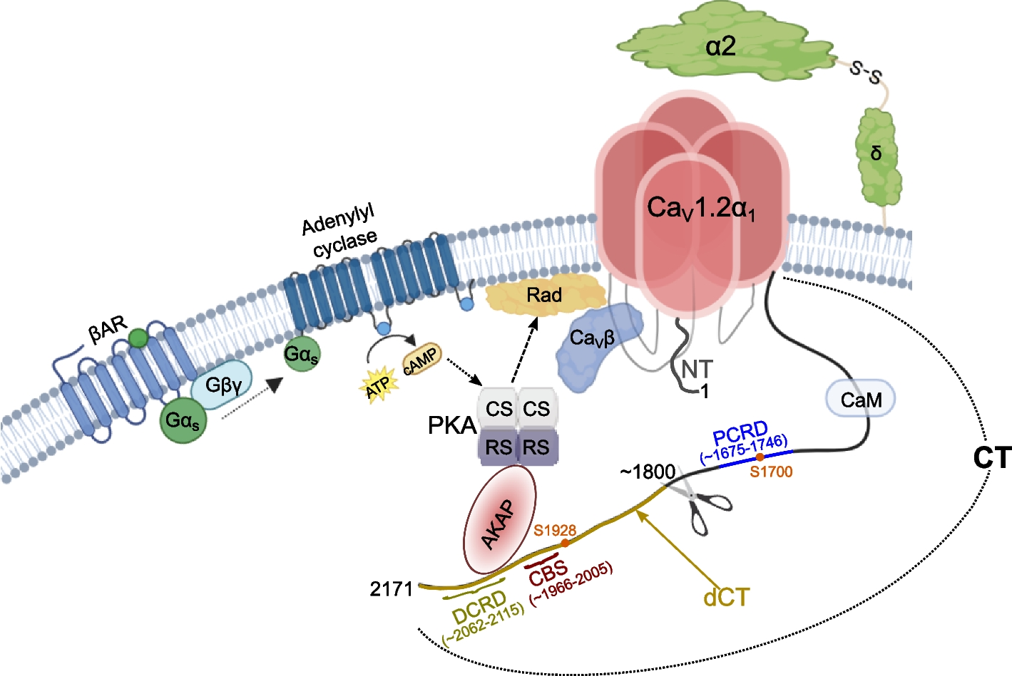 Tripartite interactions of PKA catalytic subunit and C-terminal domains of cardiac Ca2+ channel may modulate its β-adrenergic regulation