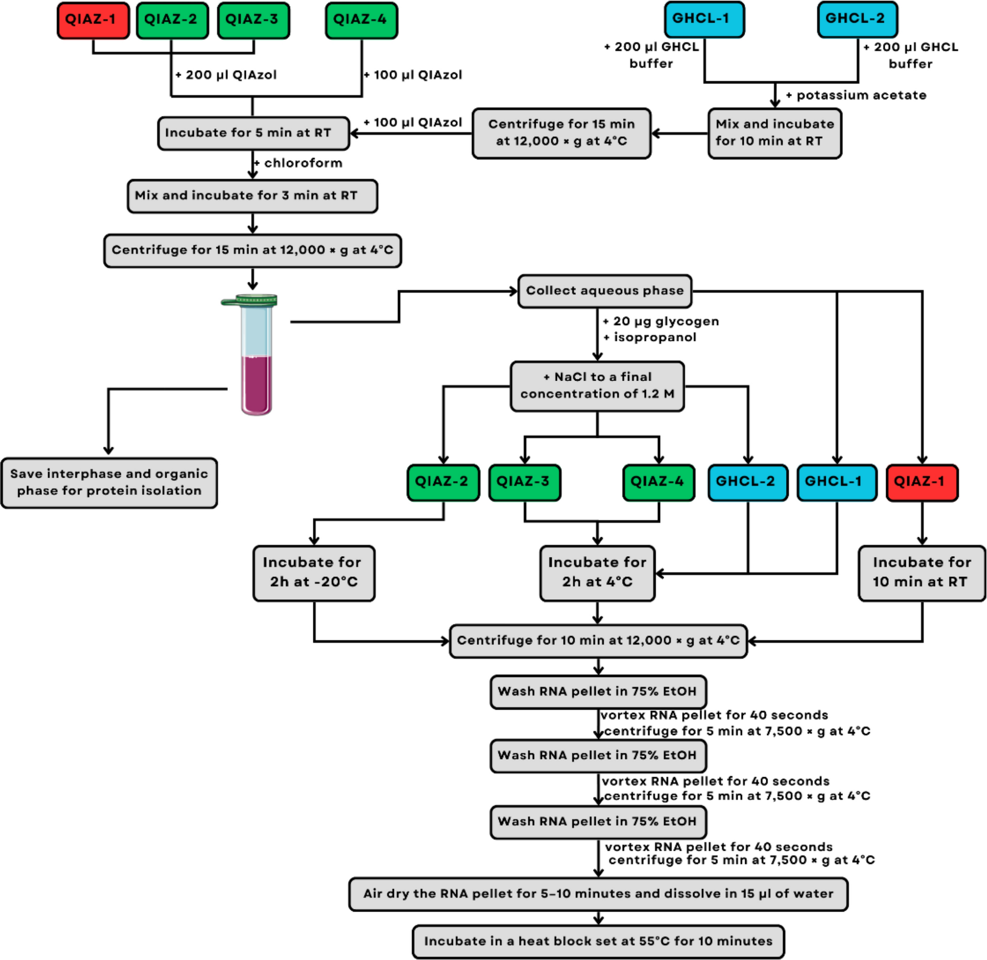 An optimized QIAzol-based protocol for simultaneous miRNA, RNA, and protein isolation from precision-cut lung slices (PCLS)