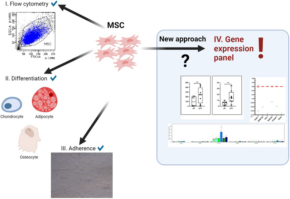 Development of a novel gene expression panel for the characterization of MSCs for increased biological safety