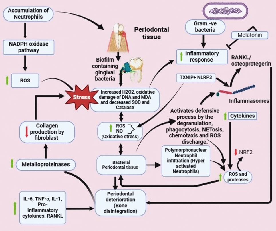 Is periodontitis triggering an inflammatory response in the liver, and does this reaction entail oxidative stress?