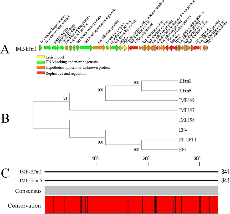 Characterization of a Putative Lysin from Enterococcus faecalis Phage IME-EFm1 and Determination of its Protective Efficacy in Mice