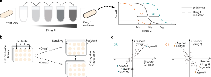 Systematic mapping of antibiotic cross-resistance and collateral sensitivity with chemical genetics