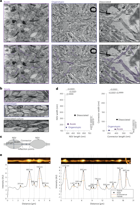 Membrane mechanics dictate axonal pearls-on-a-string morphology and function