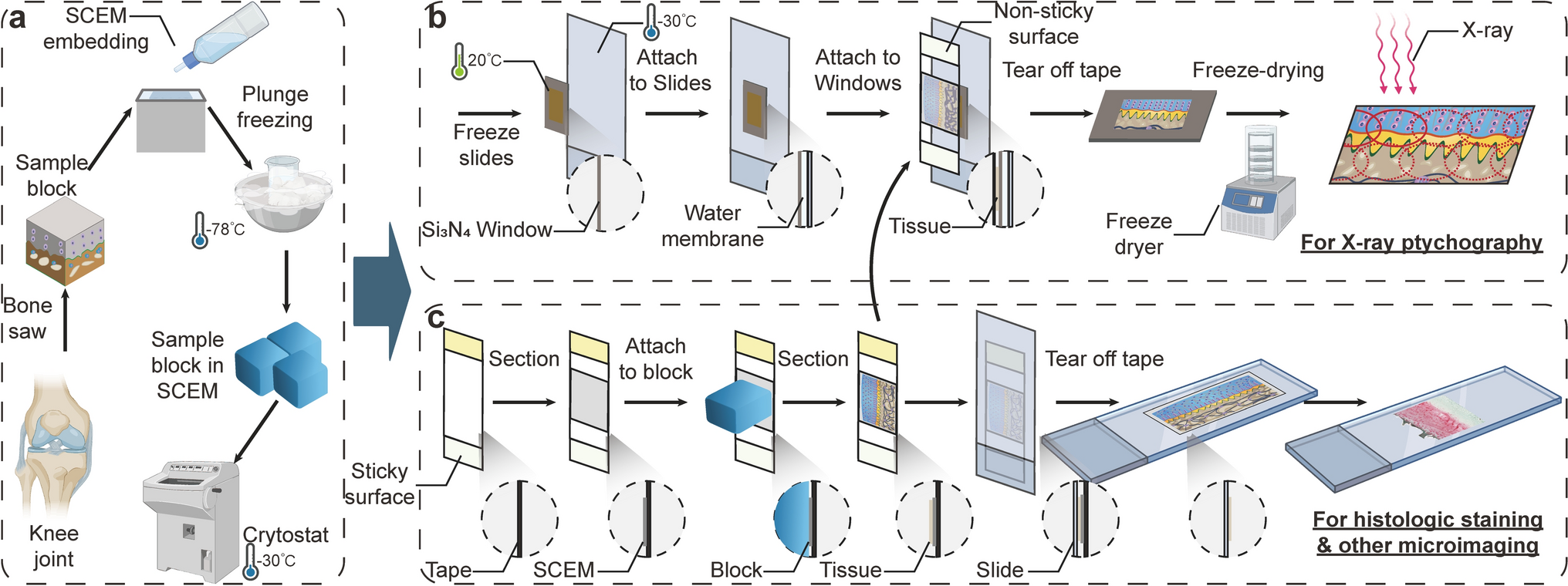 A novel tape-free sample preparation method for human osteochondral cryosections for high throughput hyperspectral imaging