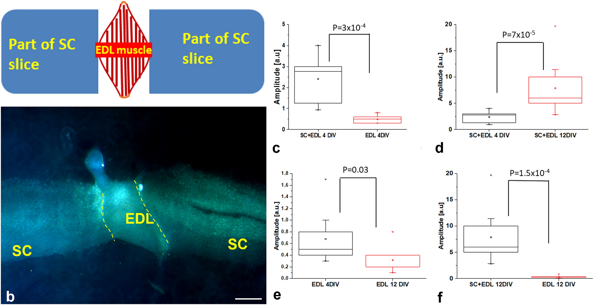 Co-culture of postnatal mouse spinal cord and skeletal muscle explants as an experimental model of neuromuscular interactions