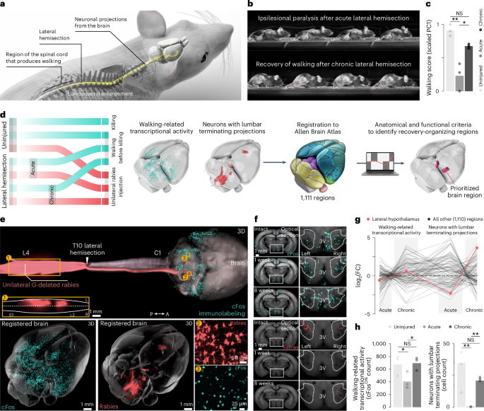 Hypothalamic deep brain stimulation augments walking after spinal cord injury