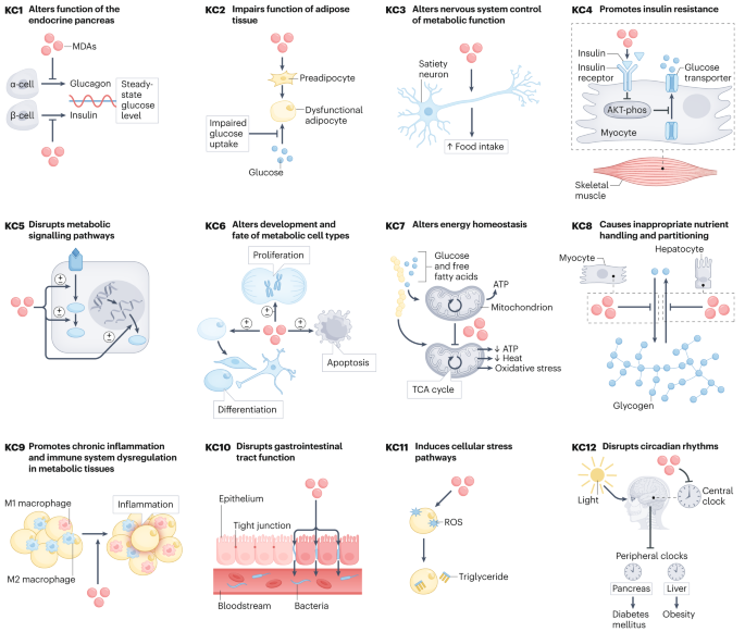 Consensus on the key characteristics of metabolism disruptors