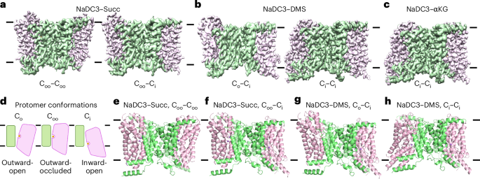 Substrate translocation and inhibition in human dicarboxylate transporter NaDC3